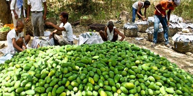 Coronaviruses are not killing mango crops,