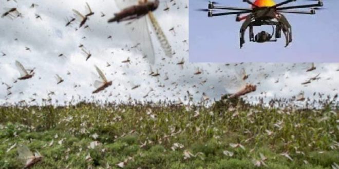 Drones and helicopters will be sprayed with pesticides to control grasshopper groups