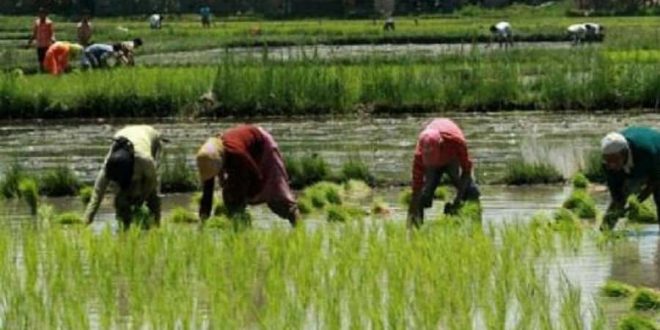 Monsoon is kind, 104% increase in kharif sowing