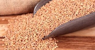 Government procurement of sluggish wheat, 400 lakh tons difficult to reach