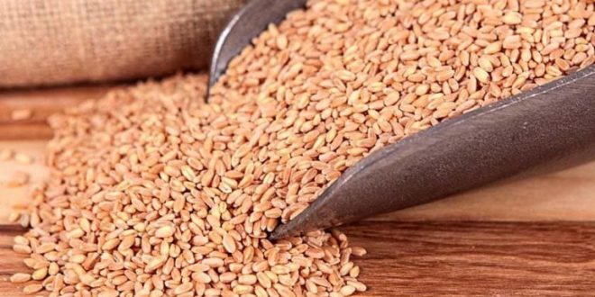 Government procurement of sluggish wheat, 400 lakh tons difficult to reach