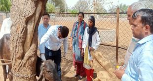 Prevention and control of lumpy will be done by vaccination on a large scale: Director, Animal Husbandry