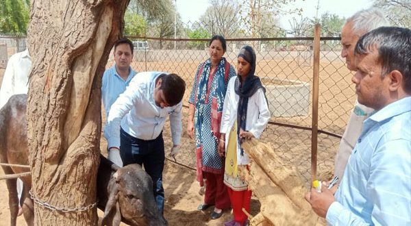 Prevention and control of lumpy will be done by vaccination on a large scale: Director, Animal Husbandry