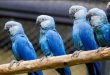 Successful rehabilitation of 41 Spix's Macaws with the help of Vantara