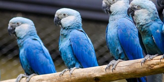 Successful rehabilitation of 41 Spix's Macaws with the help of Vantara